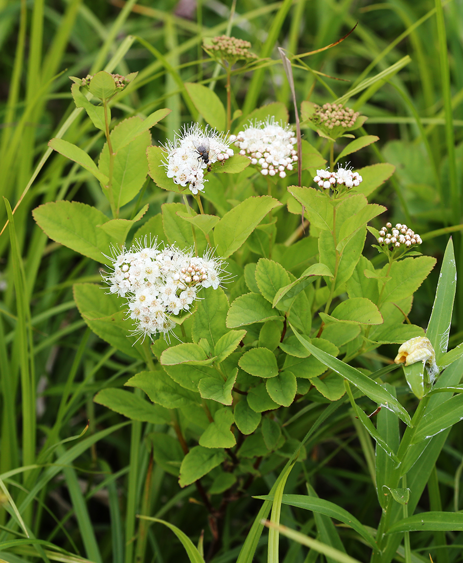 Image of Spiraea betulifolia specimen.