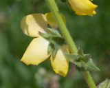 Verbascum virgatum. Часть стебля с цветком в пазухе листа. Чили, обл. Valparaiso, провинция Isla de Pascua, г. Hanga Roa, высокий берег океана, сообщество травянистых растений. 08.03.2023.