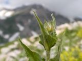 Knautia montana. Верхушка побега с развивающимся соцветием. Адыгея, Кавказский биосферный заповедник, гора Гузерипль, южный склон, ≈ 2100 м н.у.м., образовавшаяся в результате оползня 2012 г. зарастающая крупнокаменистая осыпь. 28.06.2023.