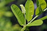 Vicia amurensis. Часть побега с развивающимся соцветием. Приморский край, Уссурийский гор. округ, окр. с. Монакино, вершина небольшой сопки, широколиственный лес. 21.07.2023.