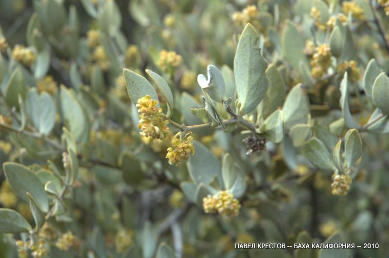 Изображение особи Simmondsia chinensis.