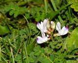 Astragalus alpinus