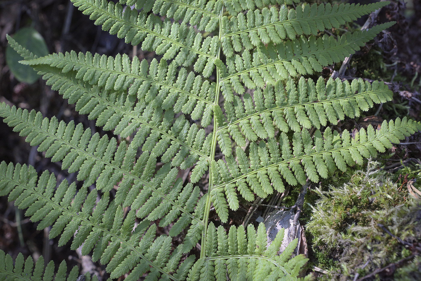 Изображение особи Athyrium filix-femina.