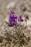 Delphinium hispanicum