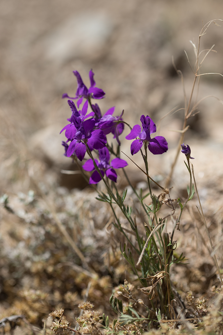 Изображение особи Delphinium hispanicum.