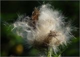 Cirsium vulgare