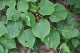 Tilia cordata