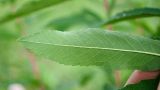 Spiraea salicifolia. Абаксиальная поверхность листа. Республика Саха (Якутия), Горный улус, Мытахский наслег, окр. базы \"Уораннах\", опушка березняка. 23.07.2023.