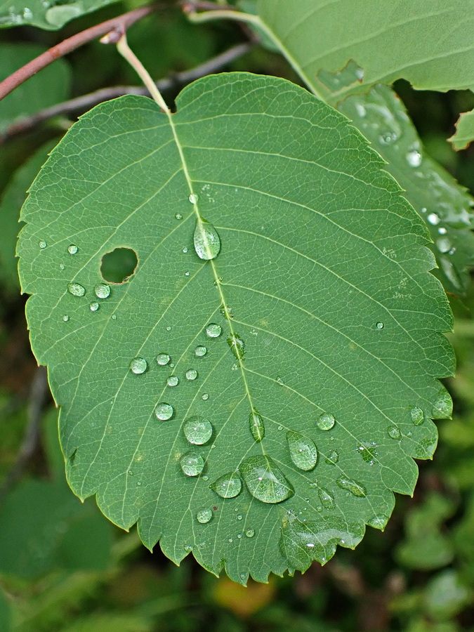 Image of genus Amelanchier specimen.