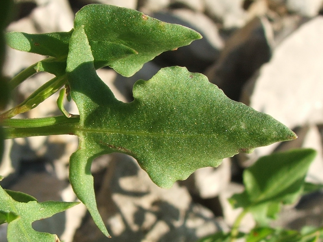 Изображение особи Rumex hastifolius.