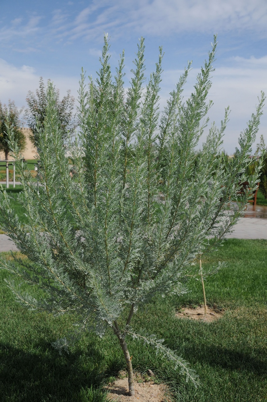Image of genus Caragana specimen.