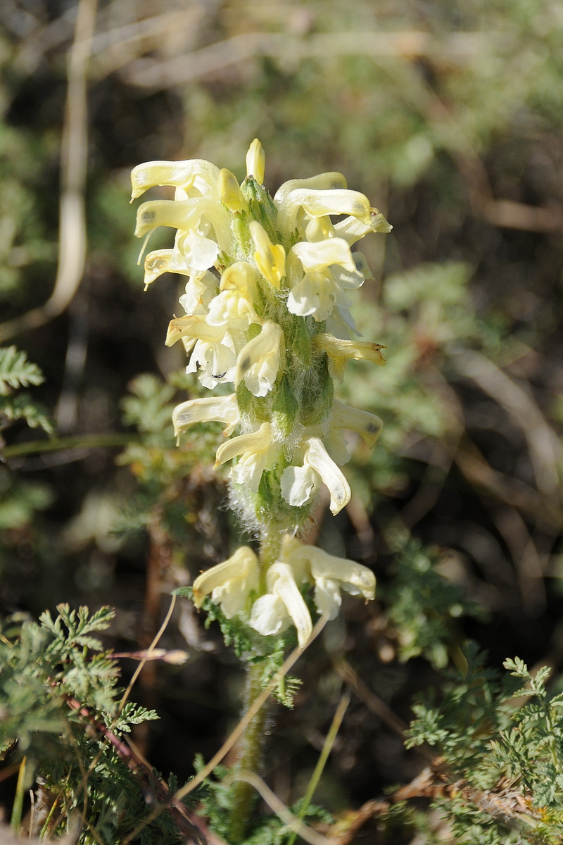 Изображение особи Pedicularis ludwigii.