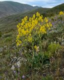 род Isatis. Цветущее растение в сообществе с Astragalus и Poaceae. Армения, обл. Гегаркуник, берег оз. Севан, гора Артаниш, ≈ 2200 м н.у.м., луговой склон. 23.06.2022.