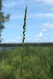 Elytrigia repens. Верхушка побега с соцветием. Беларусь, Витебская обл., дер. Сурмино, берег озера, суходольный луг на песке. 24.06.2023.