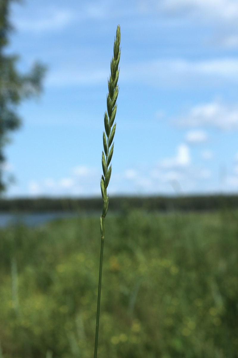 Image of Elytrigia repens specimen.