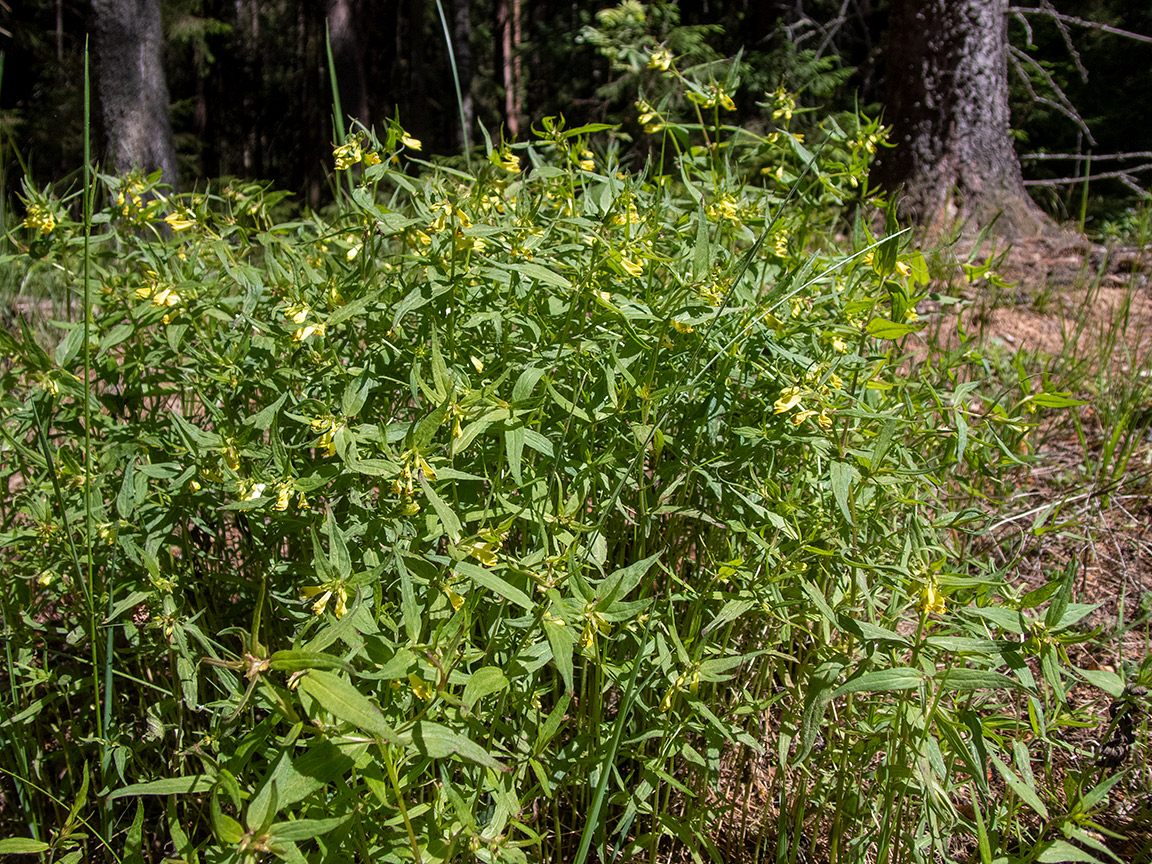 Изображение особи Melampyrum pratense.