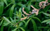 genus Salix. Верхушка ветви с соплодиями. Красноярский край, Берёзовский р-н, долина р. Мана, берег реки. 06.06.2022.