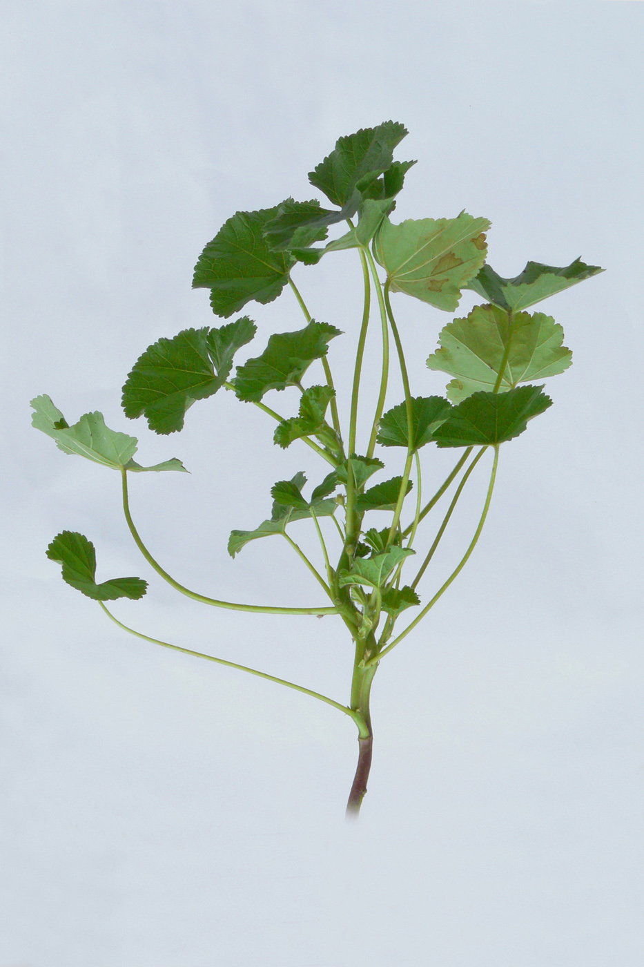 Image of Malva pusilla specimen.