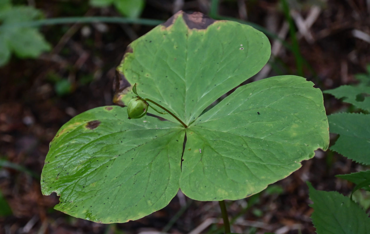 Image of genus Trillium specimen.