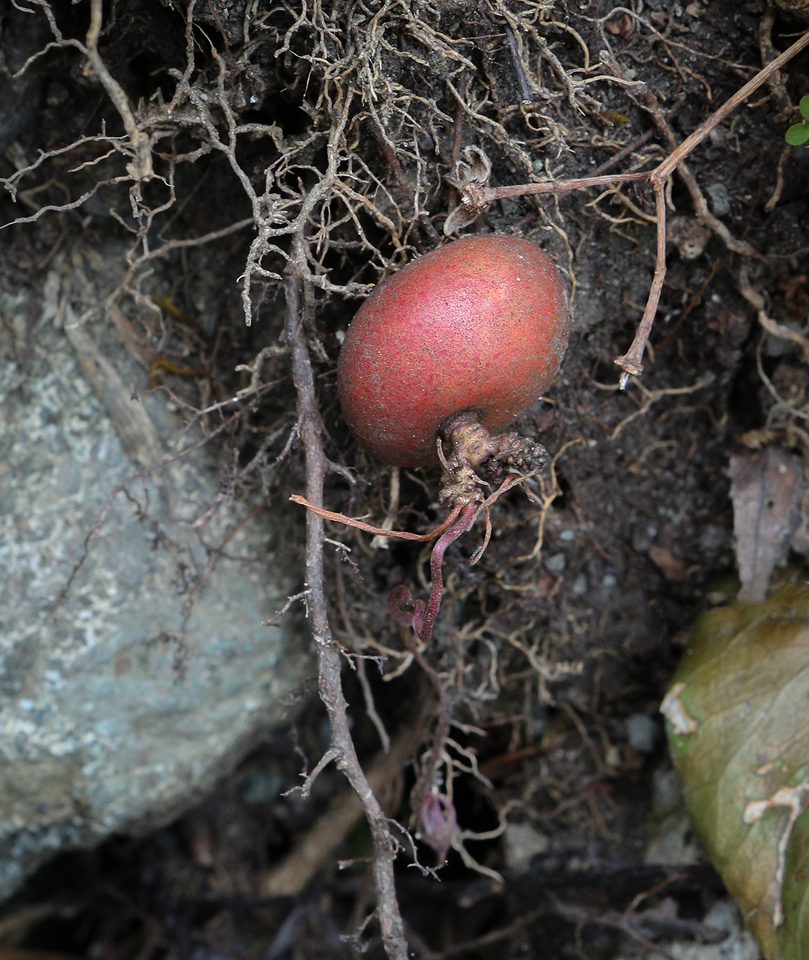 Image of Cyclamen coum specimen.