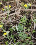 Potentilla discolor. Цветущее растение. Приморский край, Октябрьский р-н, окр. с. Константиновка, на лугу с преобладанием Arundinella anomala. 25.05.2024.