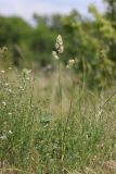 Dactylis glomerata