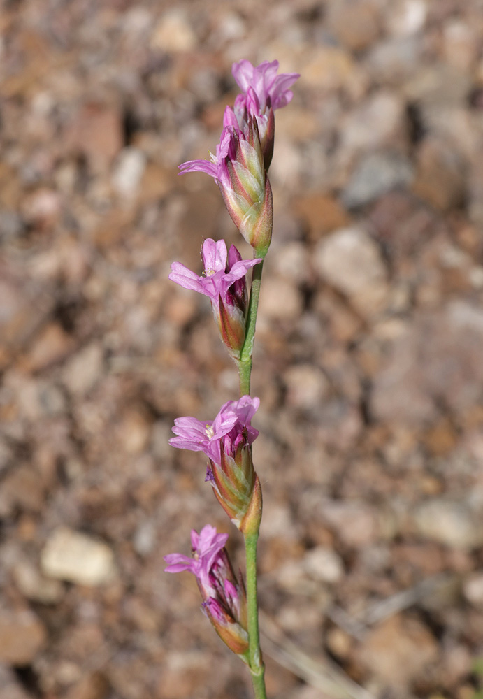 Image of Ikonnikovia kaufmanniana specimen.