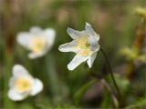 Anemone nemorosa
