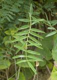 Onobrychis petraea