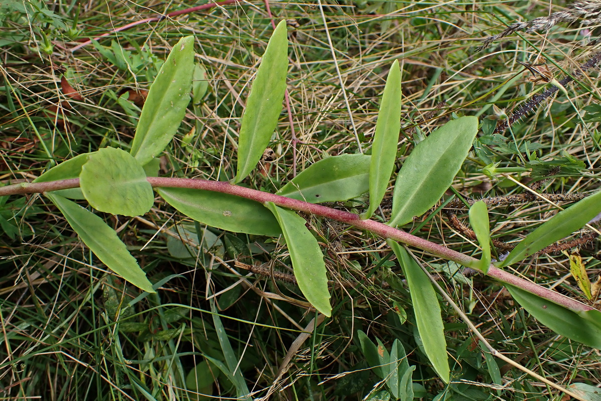 Image of Hylotelephium pallescens specimen.