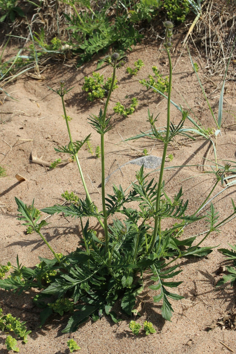 Изображение особи Knautia arvensis.