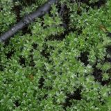 род Bryum