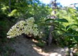 Ligustrum vulgare. Верхушка цветущей веточки. Крым, Южный берег, окр. с. Соколиного, Большой Каньон Крыма, дол. р. Аузун-Узень, смешанный лес; возле мостика через овраг. 31.05.2024.