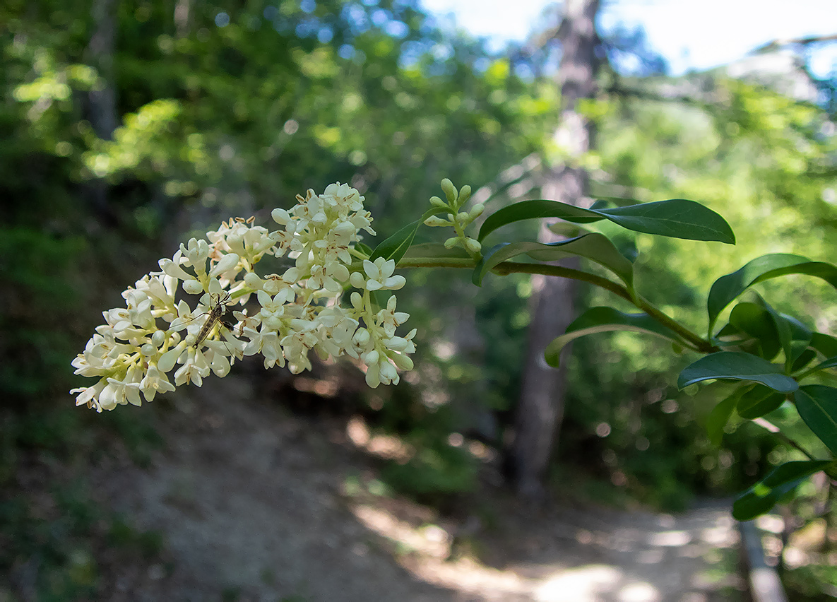 Изображение особи Ligustrum vulgare.