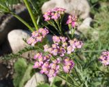 Achillea millefolium