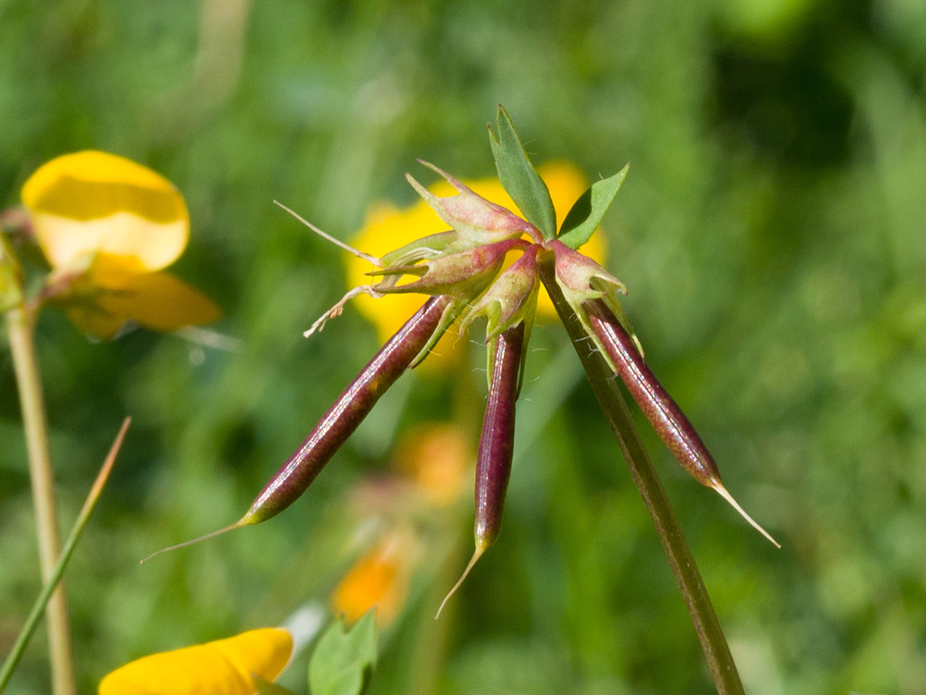Image of Lotus caucasicus specimen.