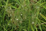 Epilobium palustre