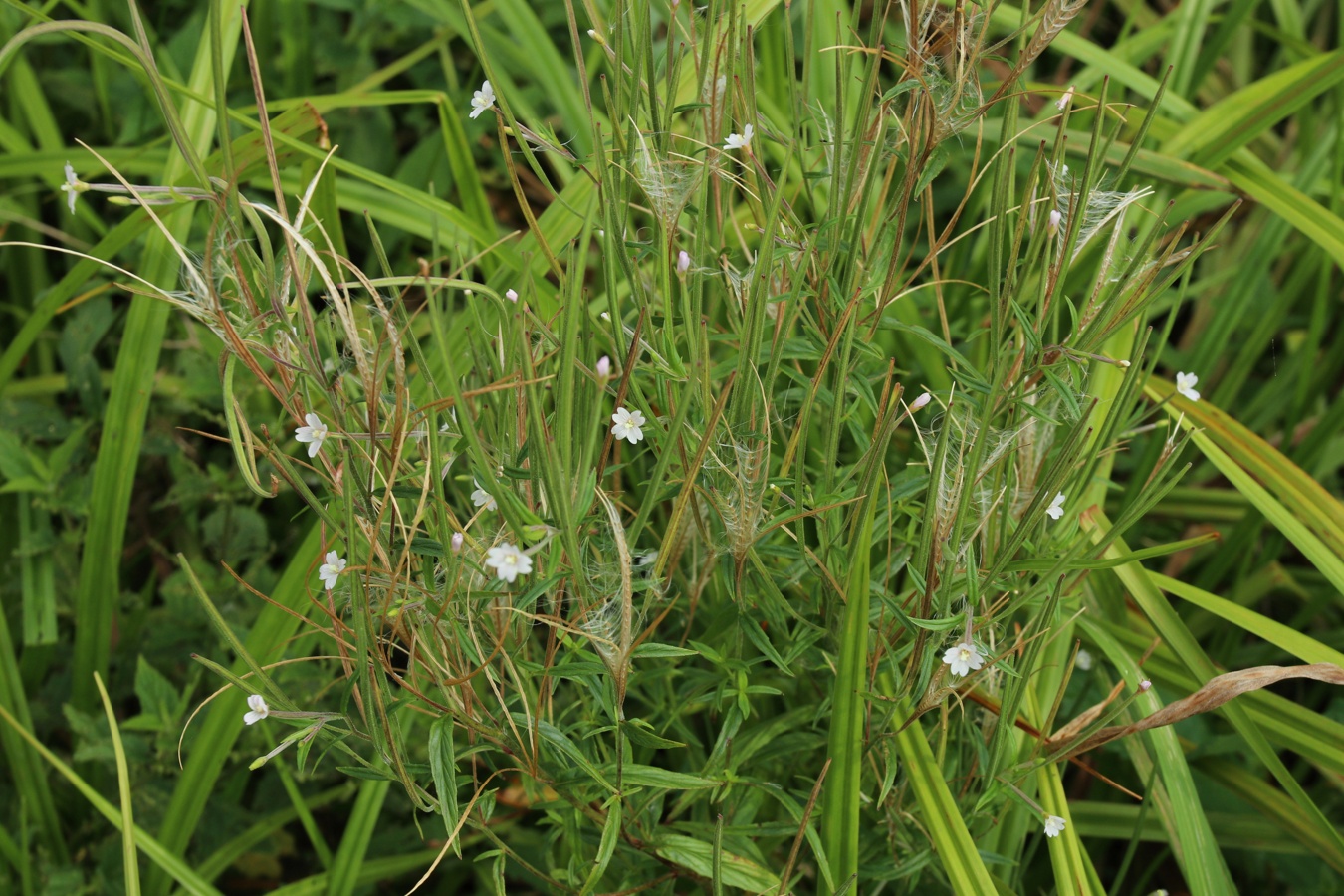 Изображение особи Epilobium palustre.
