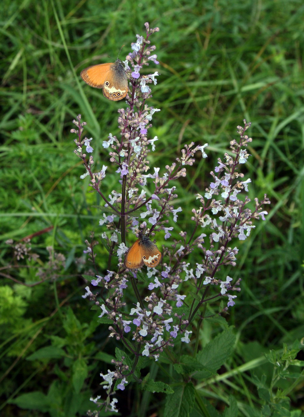 Image of Nepeta parviflora specimen.