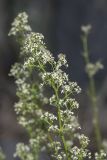 genus Galium. Часть соцветия. Крым, городской округ Ялта, окр. пгт Санаторное (Меллас), заброшенный парк, на каменном ограждении. 09.06.2025.