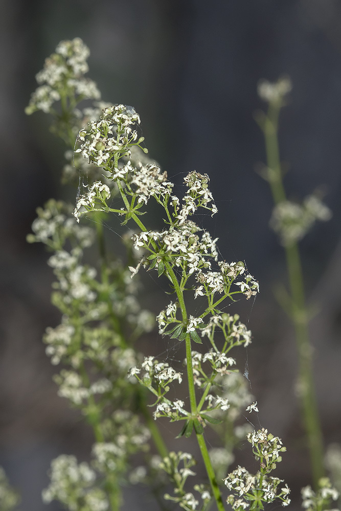 Image of Galium calcareum specimen.