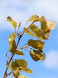 Populus tremula. Верхушка молодого растения корнеотпрыскового происхождения с молодыми листьями. Беларусь, Витебская обл., окр. пос. Езерище, разнотравно-злаковый суходольный луг. 09.05.2025.