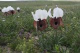 род Iris. Цветущие растения. Турция, ил Карс, 4 км на запад от с. Енгикей, Армянское нагорье. 19 мая 2025 г.