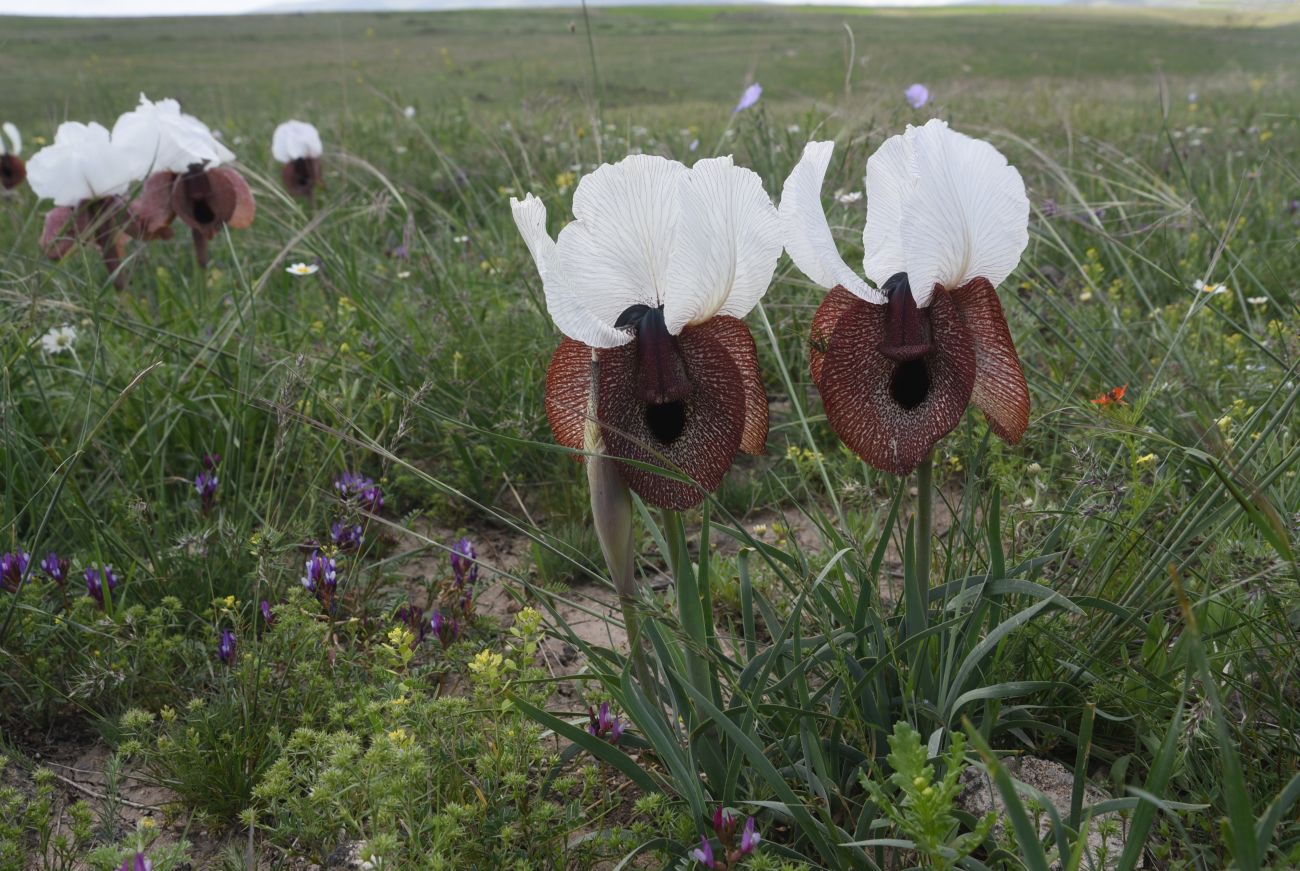 Image of Iris elegantissima specimen.