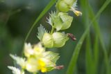 род Rhinanthus