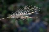 Hordeum murinum