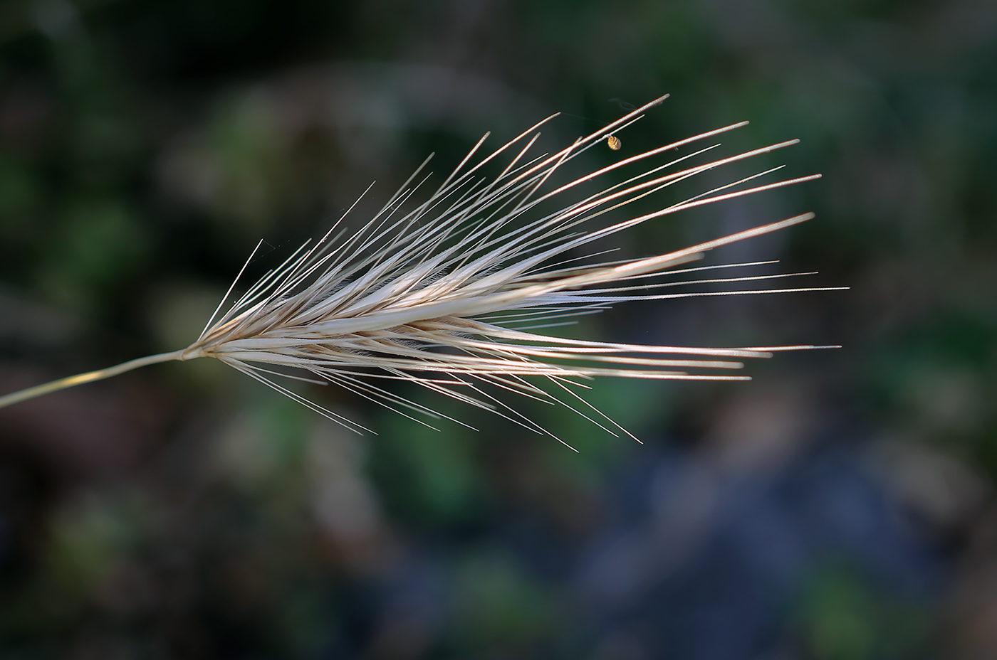 Image of Hordeum murinum specimen.
