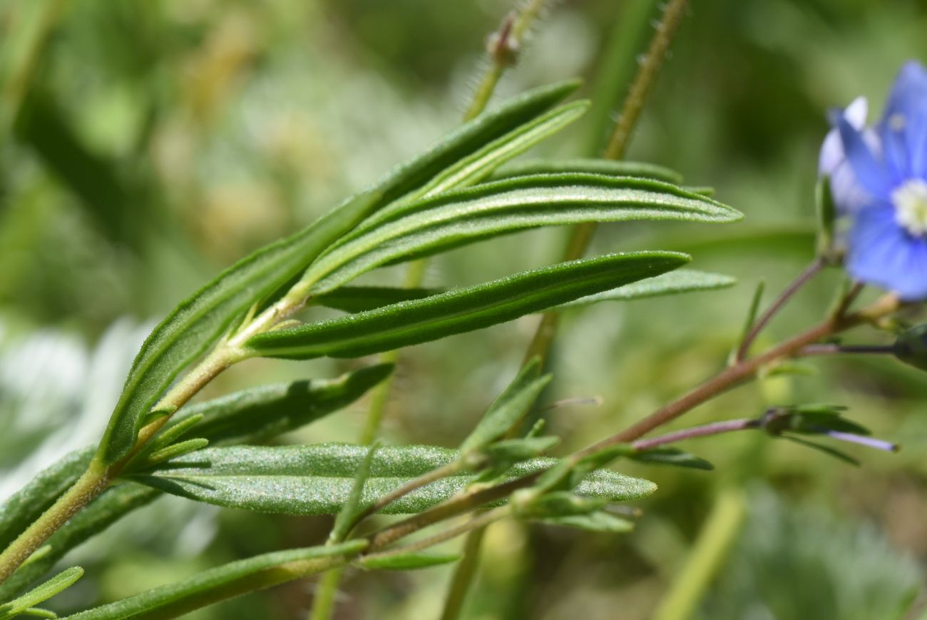 Image of genus Veronica specimen.