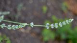 Lavandula angustifolia. Соцветия в стадии бутонизации - начало цветения. ЛНР, Славяносербский р-н, с. Хорошее, сортоиспытательная опытная станция, участок лекарственных растений. 26.06.2025.