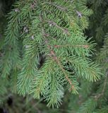 Image of taxon representative. Author is Игорь Павлов